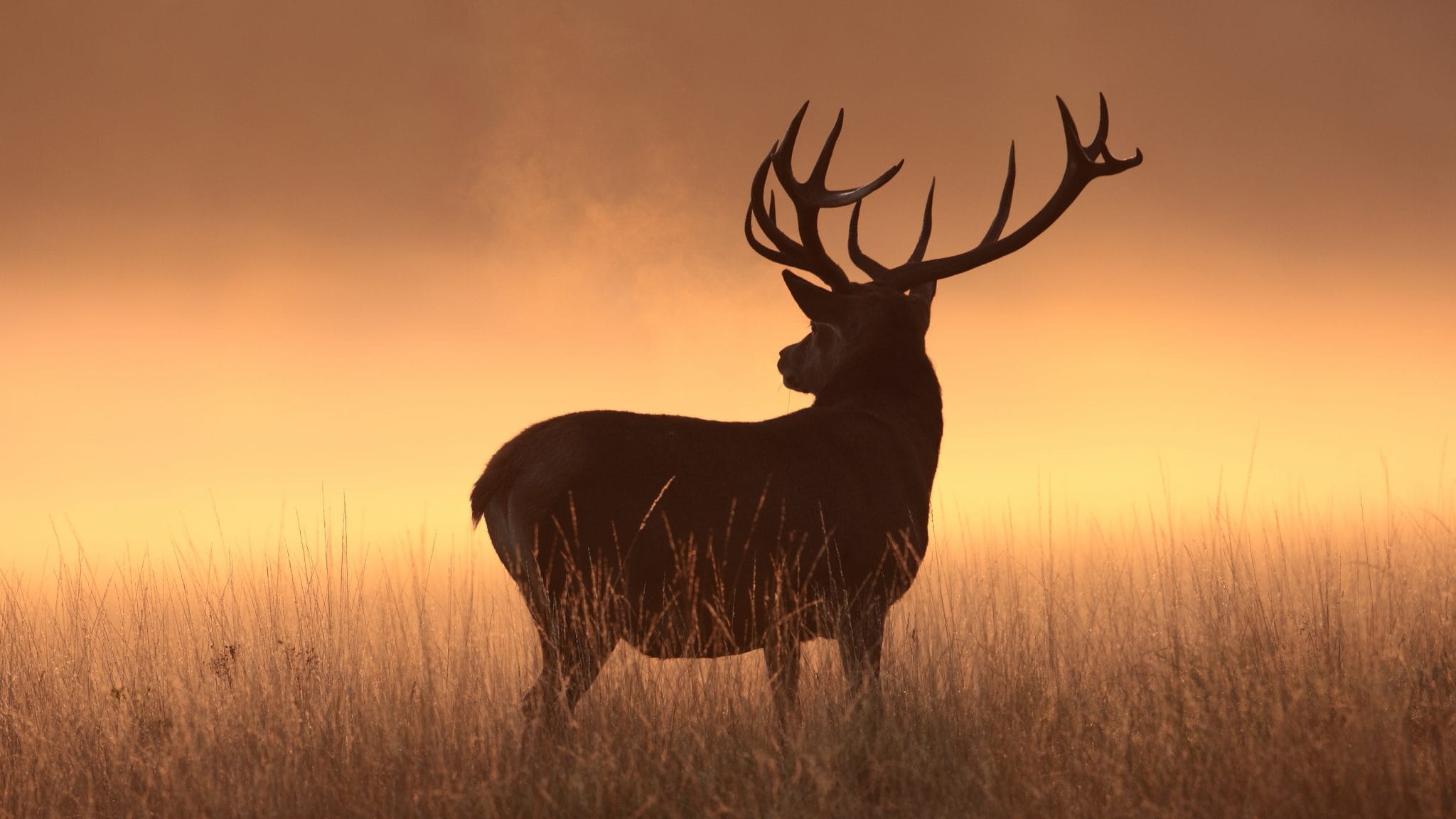 deer 3600x2025 silhouette hd 6191 - Domov